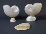 pair of nautish shells and a rock on a black surface