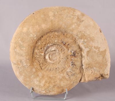 une image représentant un coquillage fossilisé posé sur un socle, sur fond gris