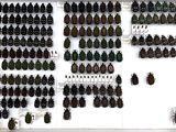 a lot of beetles that are on display in a white frame