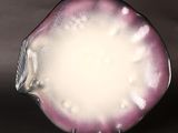 a glass plate with a purple and white design on it