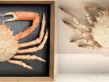 two pictures of a crab and a crabfish in a shadow box
