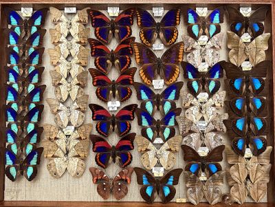 many different types of butterflies displayed in a wooden frame