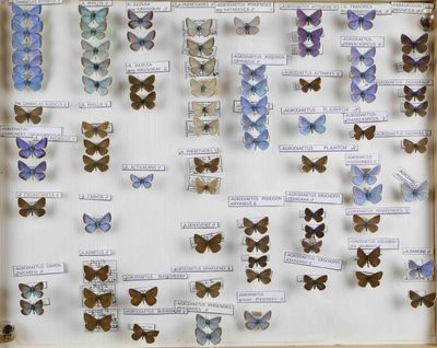 de nombreux papillons de toutes sortes exposés dans une vitrine