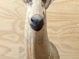 une tête de cerf avec des bois posée sur un tapis, sur un parquet