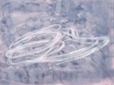 a picture of a pair of skis that are flying in the sky