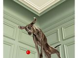 a dog that is jumping in the air with a ball