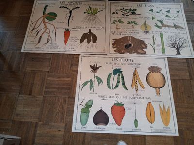 Lot de 5 grandes affiches scolaires, Editions ROSSIGNOL COOP… - Photo 1