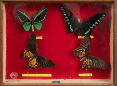 trois papillons dans un cadre en bois sur fond rouge