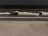 two birds that are standing on the beach near the water