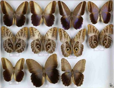 de nombreux papillons exposés dans une vitrine