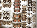 many different types of moths displayed in a display case
