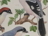 four birds sitting on a branch of a tree