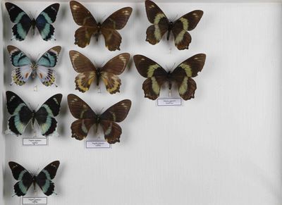de nombreux papillons exposés dans une vitrine