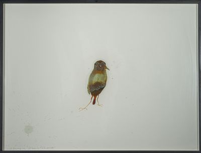 un oiseau posé par terre dans la neige