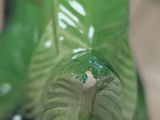 a green statue of a lizard on a black base
