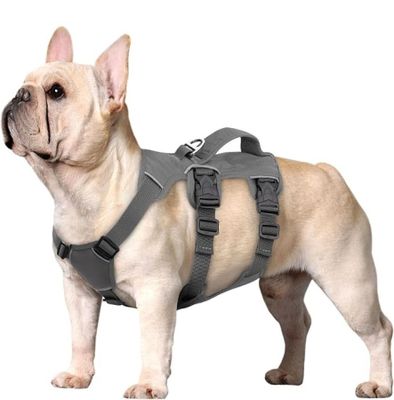 un petit chien qui porte un harnais sur le dos