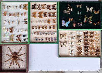 de nombreux types d'insectes différents dans une vitrine