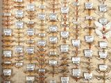 a wall with many different types of insects on it