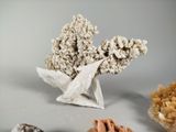 several different types of rocks are displayed on a white surface