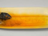 une image représentant un insecte posé sur une assiette jaune