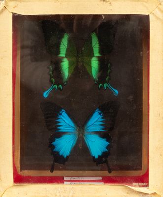 two blue and green butterflies in a glass frame on display