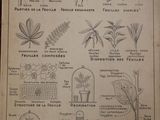 many different types of plants that can be found in the garden