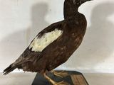 l'image d'un oiseau posé sur un socle noir