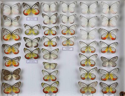 de nombreux papillons exposés dans une vitrine