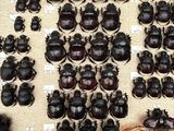 a lot of beetles that are on display in a box