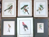 six framed birds of different colors and sizes sit on a table