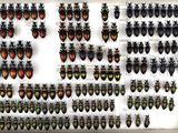 a display case filled with lots of different types of beetles