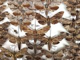 a lot of moths that are hanging on the wall