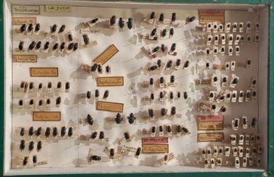 Ensemble de 15 boites entomologiques, certaines avec étiquet…