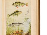 un livre ouvert sur lequel figurent des illustrations de poissons et de plantes