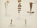 quatre types de fleurs différents présentés sur un fond blanc