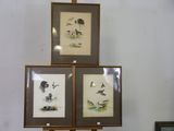 trois photos d'oiseaux encadrées exposées dans une pièce