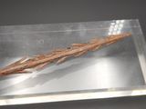 a piece of wood in a glass case on a table