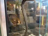 a glass display case with a bird on top of it