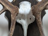 a deer skull mounted on a wooden shield with antlers