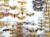 many different types of moths on display in a glass case