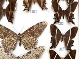 many different types of moths displayed in a wooden frame