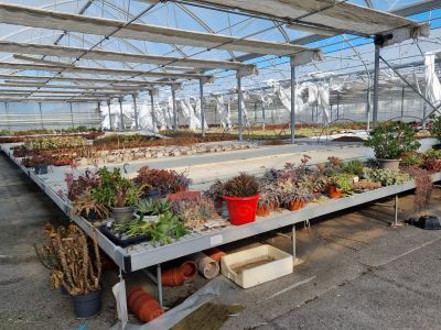 de nombreuses espèces de plantes différentes dans la serre