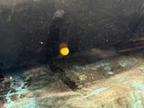a yellow ball sitting in the middle of a dirty floor