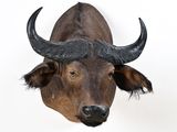 an image of a bull head mounted on a wall