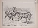 a drawing of two men riding horses in a fenced in area