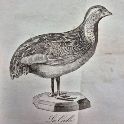 drawing of a bird on a pedestal in a museum exhibit