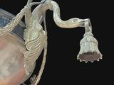 a lamp hanging from a chain on a black background