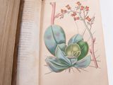an open book with a picture of a plant on it