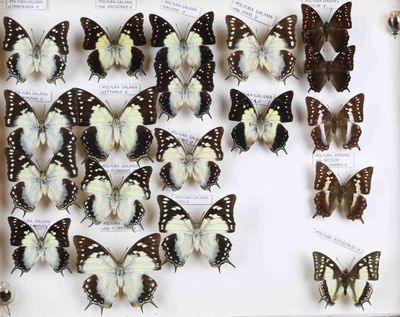 de nombreux papillons exposés dans une vitrine