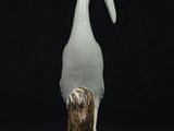 a white bird with a long beak standing on a tree stump